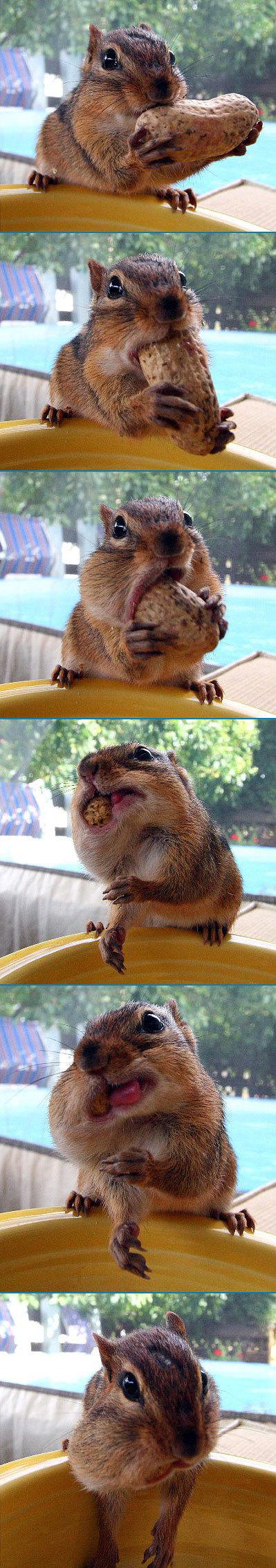 eating nut