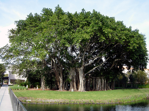 Banyan tree