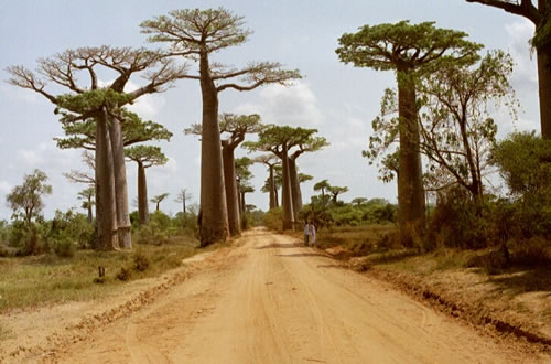 Baobab Avenue