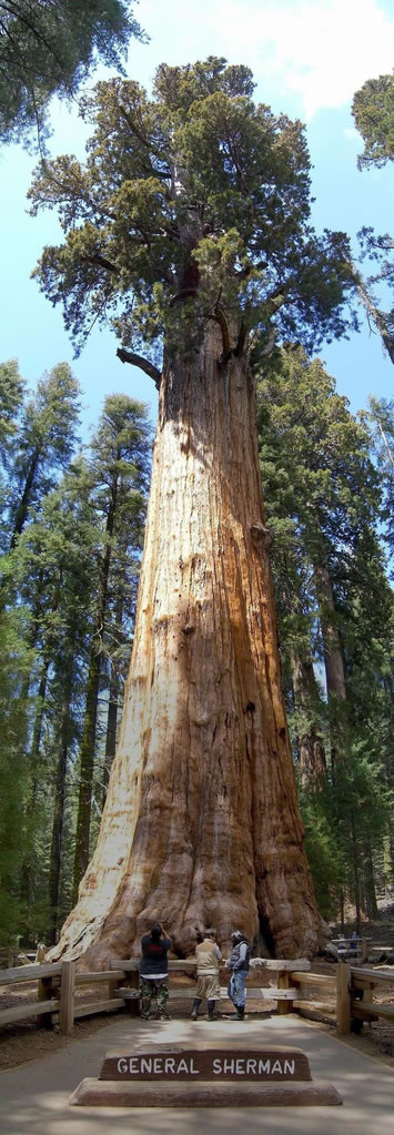 General Sherman Tree